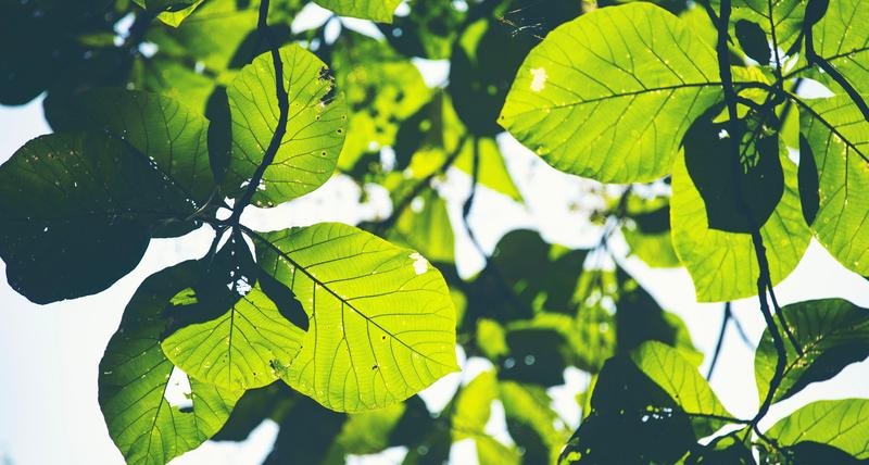 Bild av flera blad, med solljus i bakgrunden.