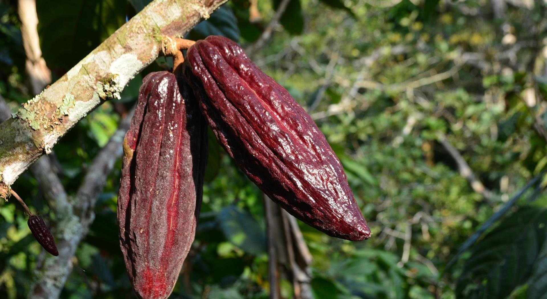 Kakaofrukter