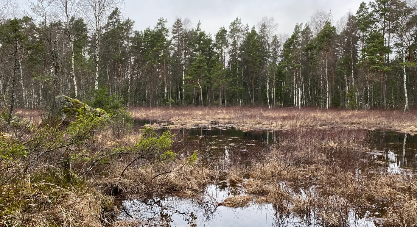 Ett träsk mitt i skogen.