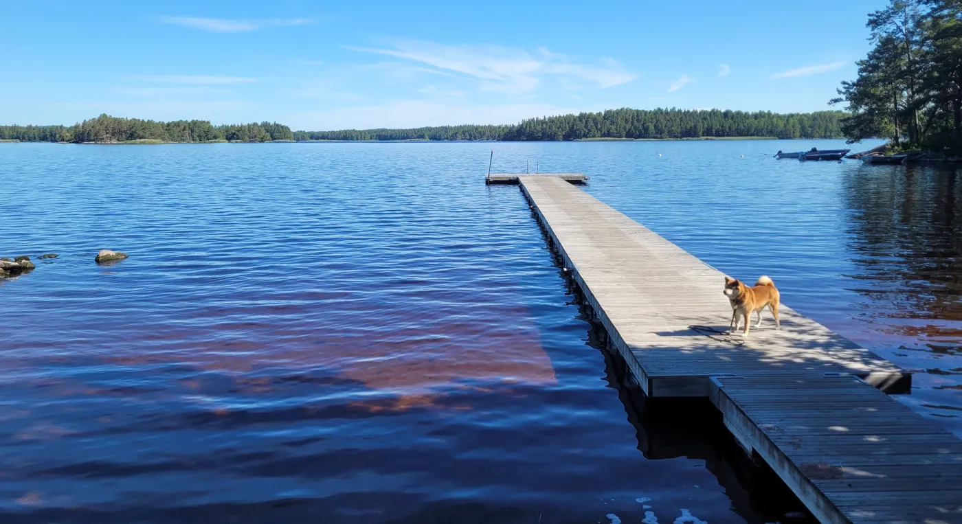 En hund som står på en brygga vid ett vatten.