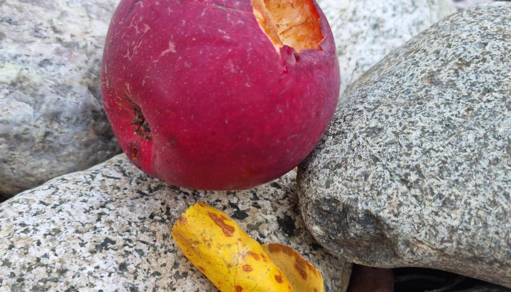 rött äpple som det är bitit i