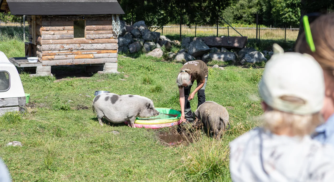 En djurskötare visar upp två grisar för en samling åskådare.
