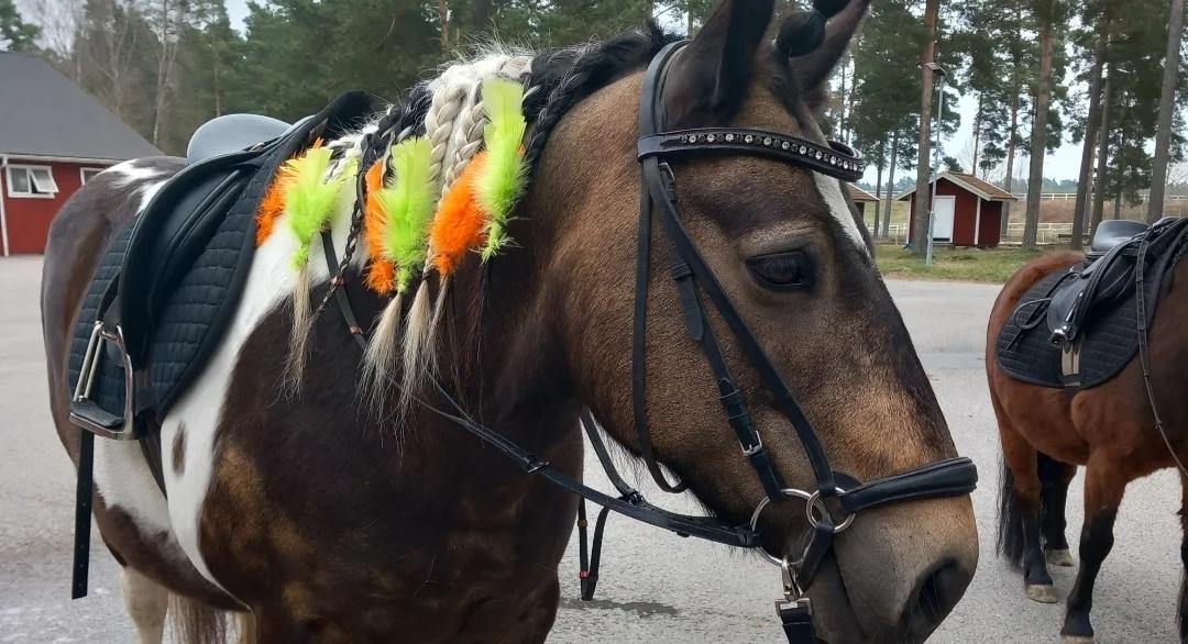 Brun och vit ponny med gula och orangea påsk fjädrar i manen