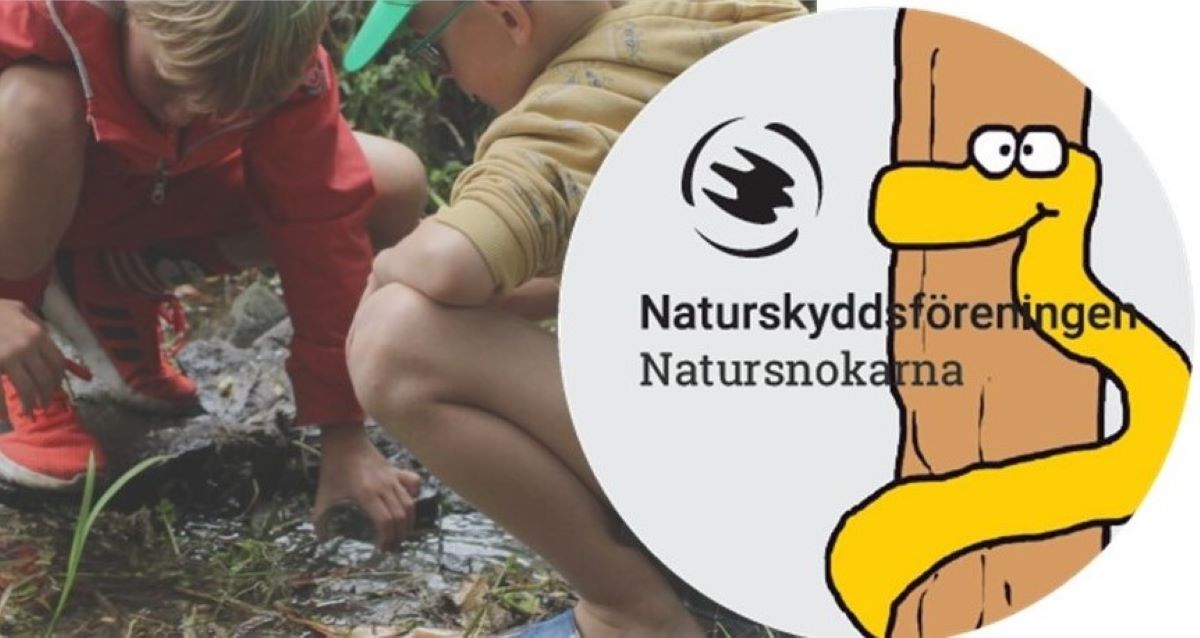 Natursnokar som letar efter småkryp